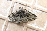 Peribatodes ilicaria ilicaria