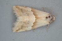 Eublemma parva
