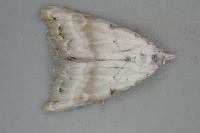 Nola subchlamydula
