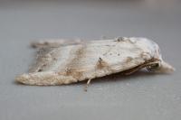 Nola subchlamydula
