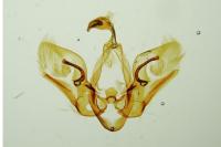 Acosmetia caliginosa