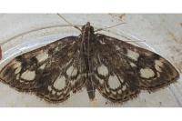Anania coronata