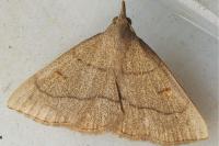 Paracolax tristalis