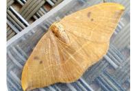 Watsonalla binaria