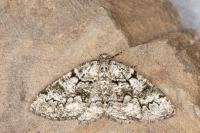 Cleorodes lichenaria