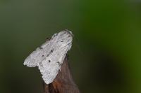 Acronicta leporina