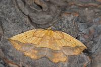 Epione repandaria