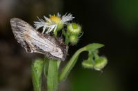 Harpyia milhauseri