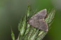 Heterophysa dumetorum