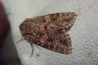 Anarta pugnax