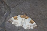 Plemyria rubiginata
