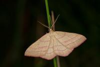 Rhodostrophia vibicaria