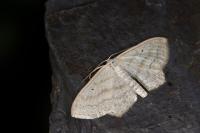 Scopula nigropunctata