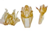 Pempelia palumbella