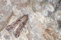 Pempelia palumbella
