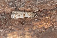 Pempelia compositella