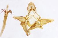 Pempelia compositella