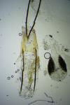 Phycitodes inquinatella