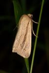 Mythimna straminea