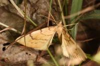 Gandaritis pyraliata