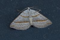 Scotopteryx luridata