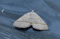 Scotopteryx luridata