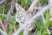 Chiasmia clathrata