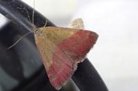Phytometra viridaria