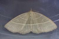 Trisateles emortualis