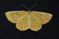Angerona prunaria