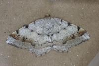 Macaria liturata