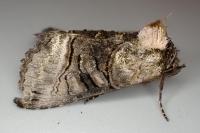 Abrostola tripartita