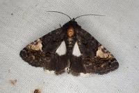 Aedia funesta