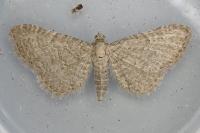 Eupithecia plumbeolata