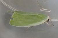 Earias clorana