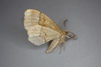 Cepphis advenaria