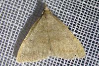 Pechipogo strigilata