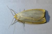 Cybosia mesomella