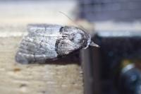 Nola cucullatella