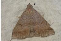 Zanclognatha lunalis