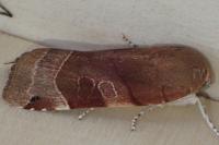 Noctua fimbriata
