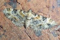 Eupithecia pulchellata