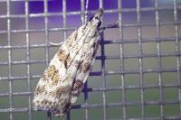 Scoparia pyralella