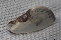 Cilix glaucata