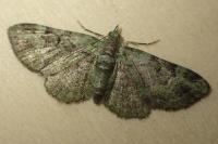 Pasiphila rectangulata