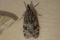 Scoparia ambigualis/basistrigalis
