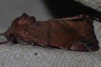 Cosmia pyralina