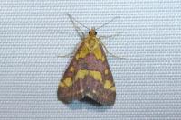 Pyrausta purpuralis