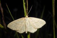 Idaea macilentaria