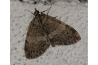 Hydriomena impluviata impluviata
